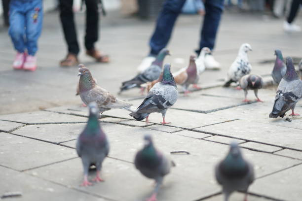 istock Feeding pigeons in the park 1191334604