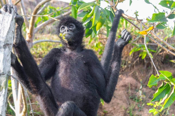 istock A spider monkey forages for food in the forest 1191334816