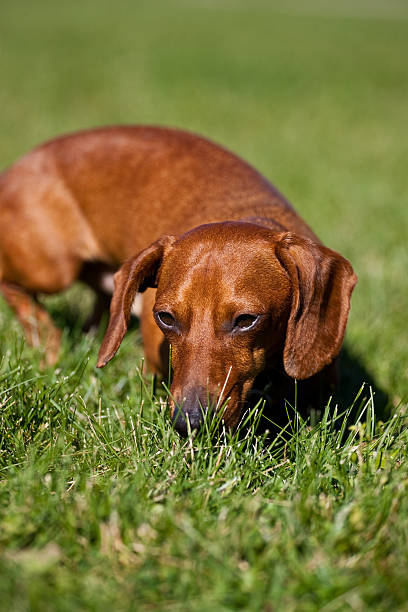 istock Red Miniature Dachshund in the grass 119133742