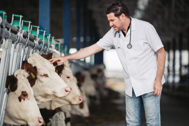 istock Young male veterinarian 1191340214