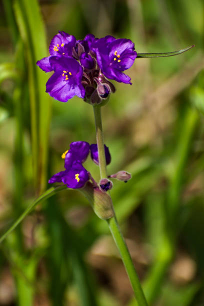 istock Beautiful Giant Spider Wort Flower Heads 1191340324