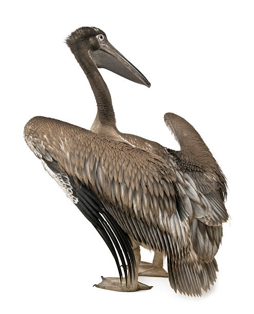 istock Back view of Young pink-backed pelican, standing. 119134130
