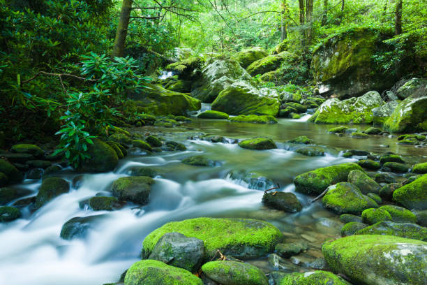 istock Late Spring, Roaring Fork Area, Great Smoky Mountains 1191342838