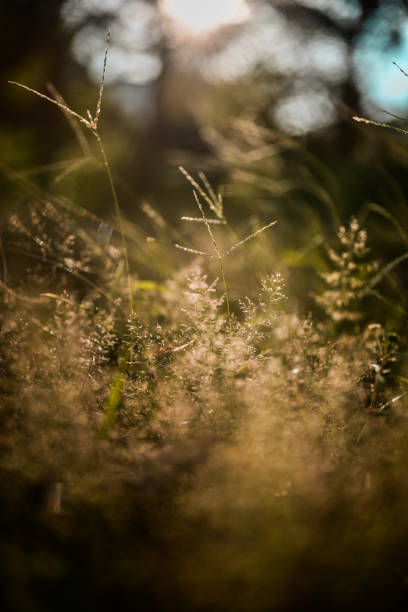 istock shoot backlit on green grass background in the garden. 1191342841