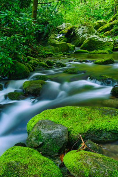 istock Late Spring, Roaring Fork Area, Great Smoky Mountains 1191342886