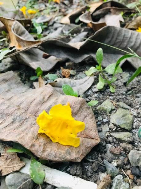 istock Flowers that wilt in the evening 1191343474