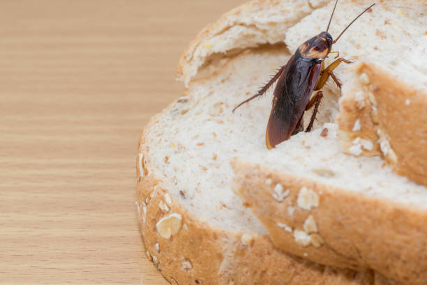 istock Close up of cockroach on a Whole wheat bread 1191343785