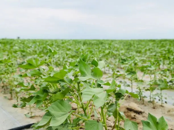 Long-staple cotton growing in the field in Xinjiang,China