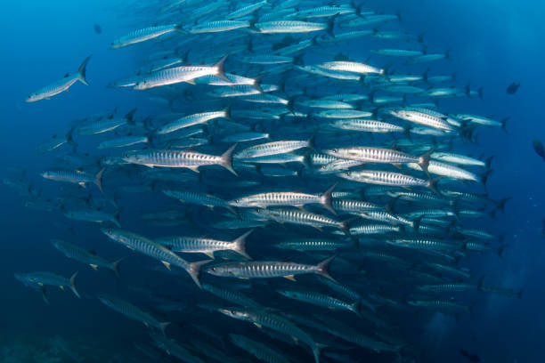 istock School of Chevron Barracuda in the ocean (Similan Islands) 1191345865