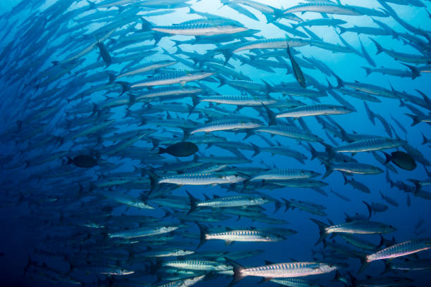 istock School of Chevron Barracuda in the ocean (Similan Islands) 1191345907