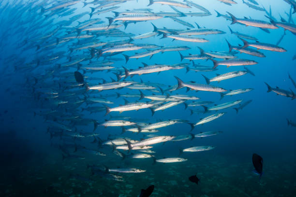 istock School of Chevron Barracuda in the ocean (Similan Islands) 1191345920