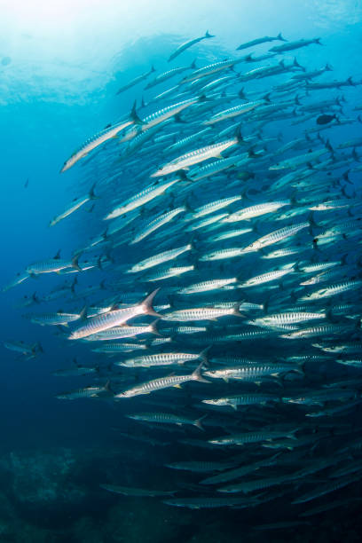 istock School of Chevron Barracuda in the ocean (Similan Islands) 1191345985