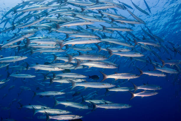 istock Barracuda in a blue, tropical ocean 1191346048