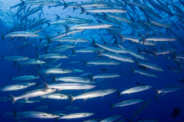 istock Barracuda in a blue, tropical ocean 1191346073