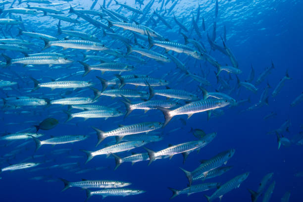 istock Barracuda in a blue, tropical ocean 1191346645