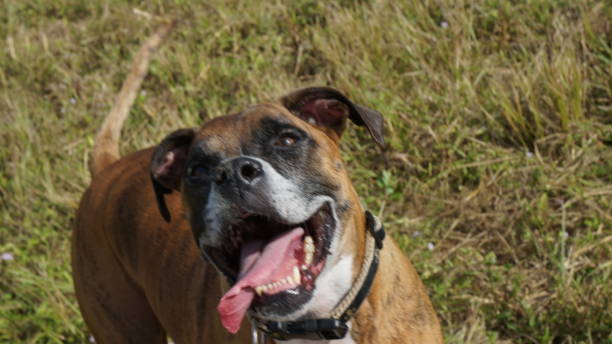 istock Boxer dog underneath Spanish moss 1191347081