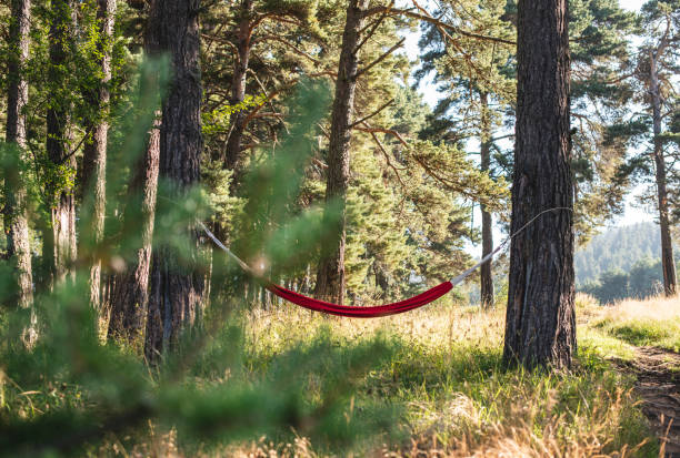 istock Hammock in the woods 1191347903