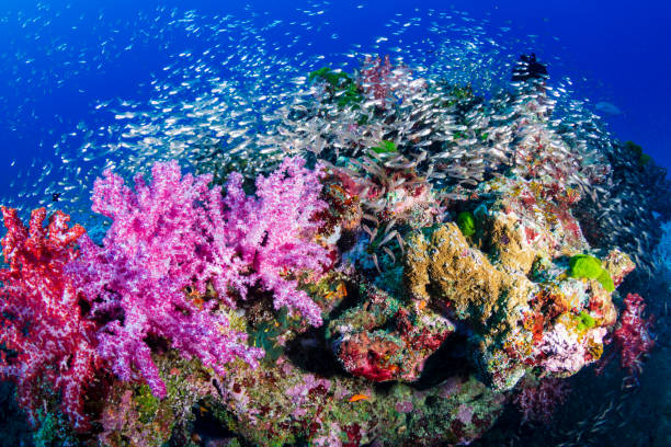 istock A beautiful, colourful tropical coral reef in Thailand's Similan Islands 1191347953