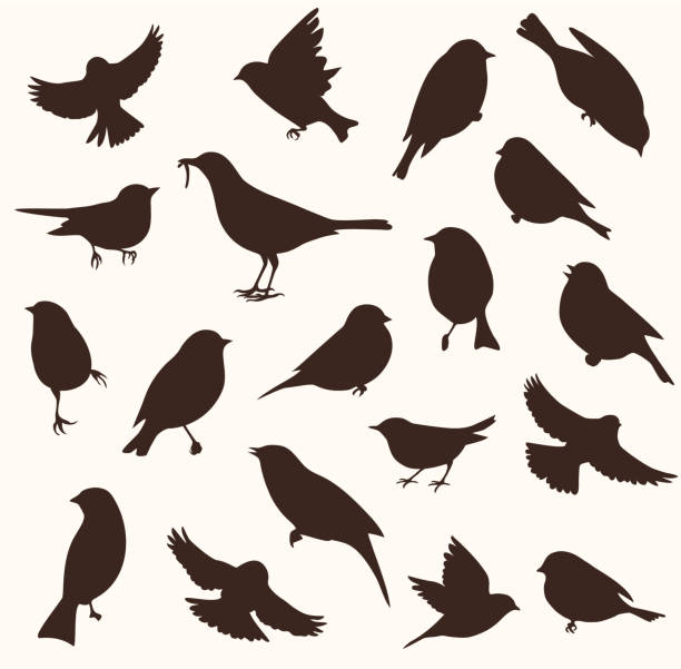 vektor-set von vogel-silhouette. sitz- und fliegenvögel - nachtigall stock-grafiken, -clipart, -cartoons und -symbole