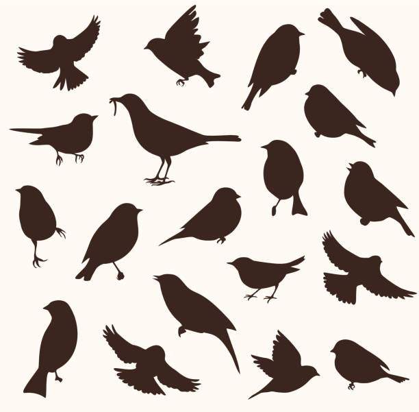 stockillustraties, clipart, cartoons en iconen met vector set van vogel silhouet. zittende en vliegende vogels - sparrows