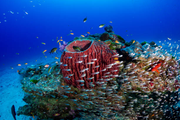 istock A beautiful, colourful tropical coral reef in Thailand's Similan Islands 1191348019