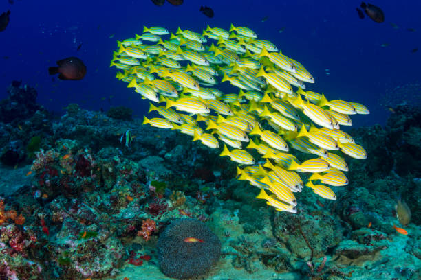 istock Blue-Stripe Snapper on a tropical coral reef in Thailand's Similan Islands 1191349066