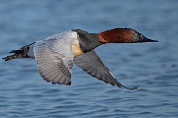 Male Canvasback Duck in Flight Male Canvasback Duck in Flight male north american canvasback duck aythya valisineria stock pictures, royalty-free photos & images