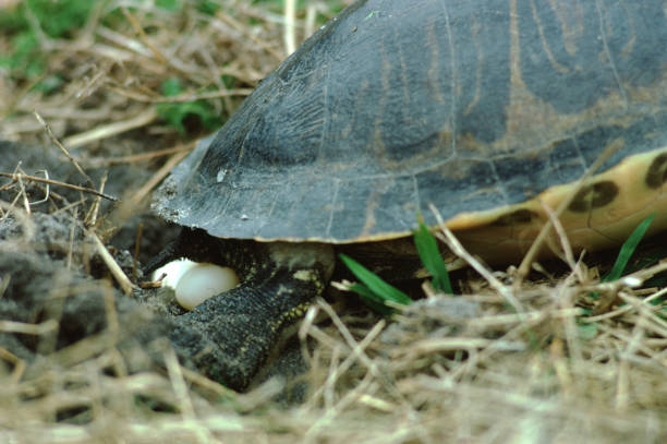 tortuga de pollo (deirochelys reticularia) poniendo huevos - emídidos fotos fotografías e imágenes de stock
