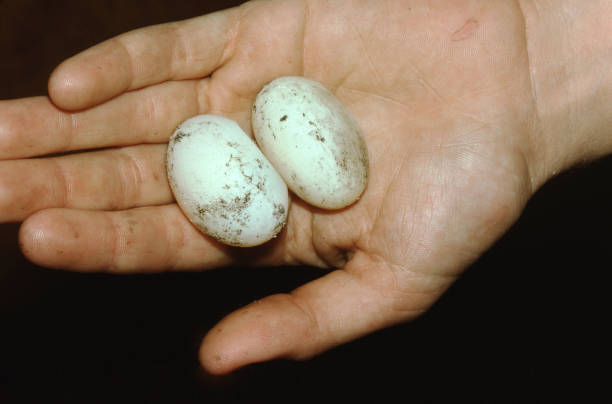 tortuga de pollo (deirochelys reticularia) huevos - emídidos fotos fotografías e imágenes de stock
