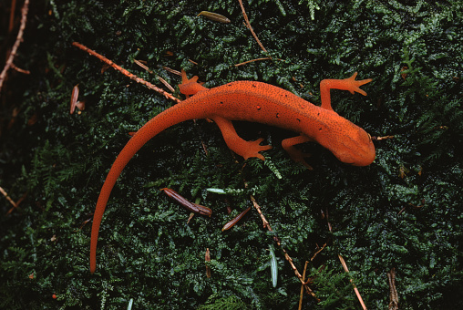 Eastern Newt Red Eft (Notophthalmus Viridescens). Photographed by acclaimed wildlife photographer and writer, Dr. William J. Weber.