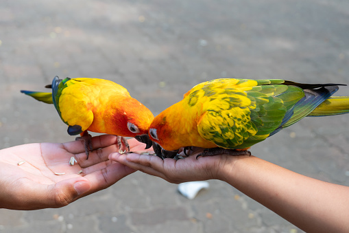 Beautiful little parrot birds standing on child hand and eating sunflower seed on hand