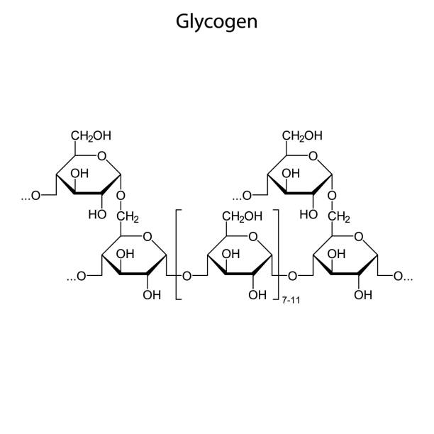 Skeletal formula of Chemical element Skeletal formula of Glycogen. Chemical molecule. glycogen stock illustrations