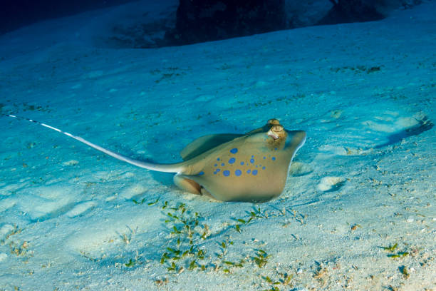 istock Kuhl's Stingray on a sandy seabed on a tropical coral reef 1191352457