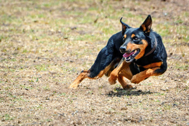 istock Australian Sheep Dog 1191356125