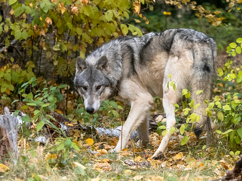 A captive Tundra Wolf walking through the foliage.