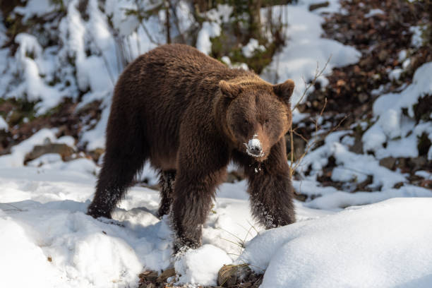 istock Big brown bear in winter forest 1191360731