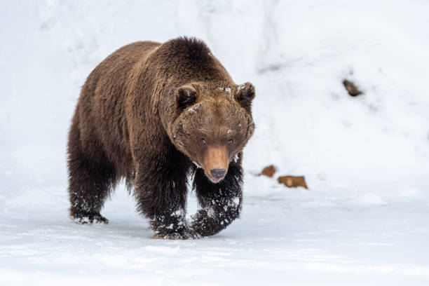 istock Big brown bear in winter forest 1191360752