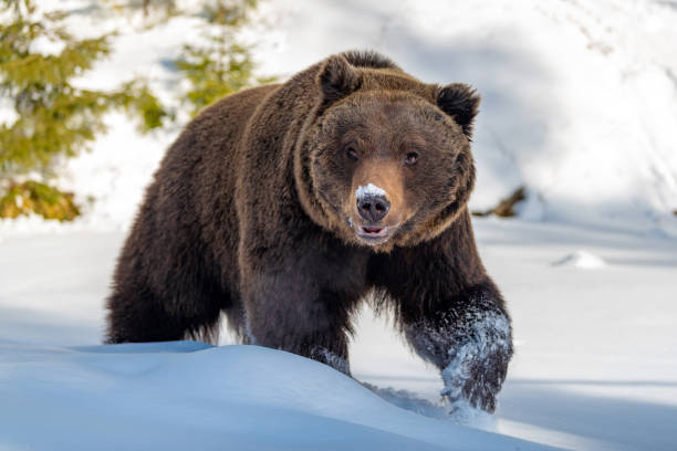 istock Big brown bear in winter forest 1191360756