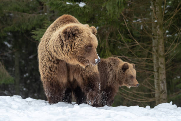 istock Bears family goes through the forest 1191360763