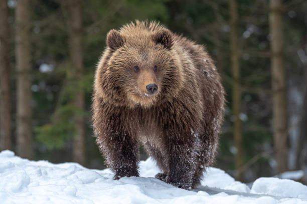istock Wild brown bear cub closeup in forest 1191360764