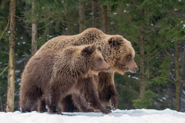 istock Bears family goes through the forest 1191360766