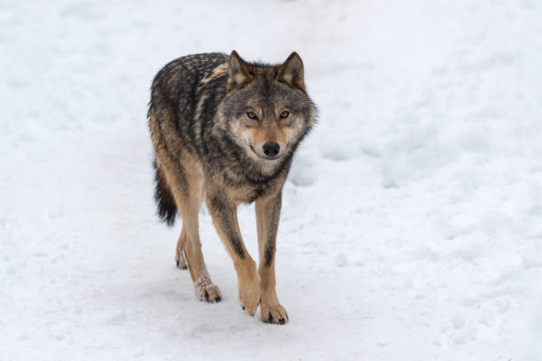 istock Timber wolf hunting in the forest 1191360772