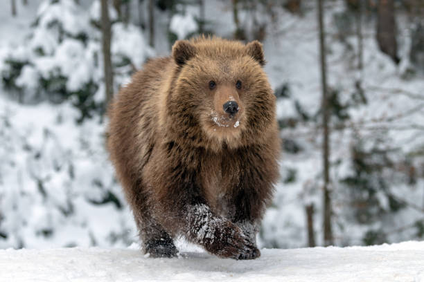 istock Wild brown bear cub closeup in forest 1191360776