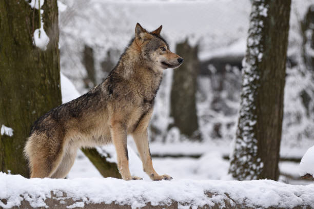 istock Timber wolf hunting in the forest 1191360777