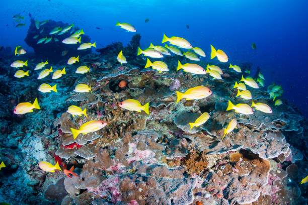 istock Colourful tropical fish on a coral reef in Thailand's Similan Islands 1191360813
