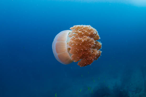 istock Large Jellyfish in a blue, tropical ocean 1191361028
