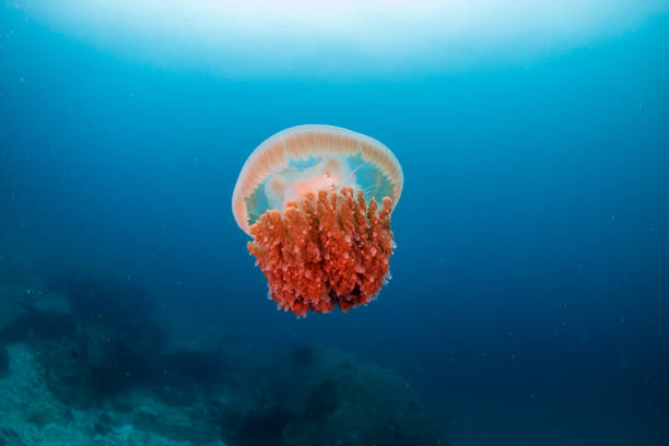 Large Jellyfish in a blue, tropical ocean