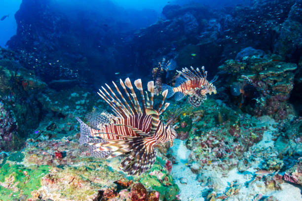 löwenfische auf einem dunklen, trüben tropischen korallenriff - bohol stock-fotos und bilder
