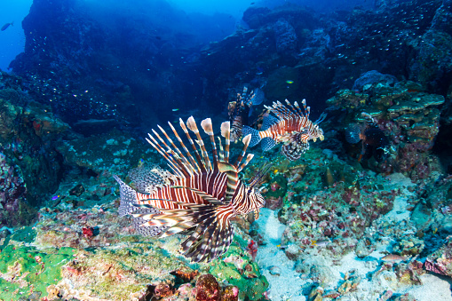 Pez león en un arrecife de coral tropical oscuro y turbio photo