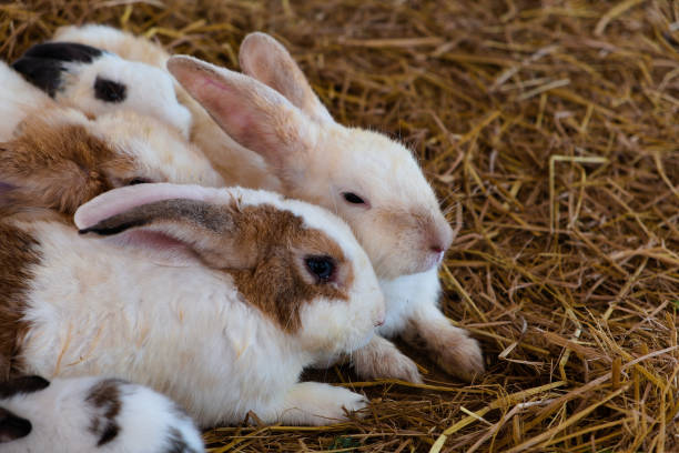 istock Many lovely rabbits sleep together 1191365898